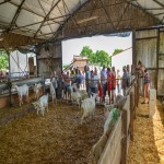 5 - Visite de la chèvrerie.jpg